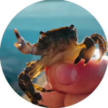 foto profil bing crab house